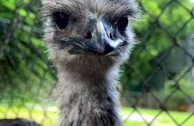 Remote Mountain A-Frame with BBQ Perfect for Nature Lovers in West Virginia - Foto 16
