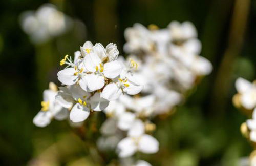 Plas Newydd with Swimming Pool, Fire Pit, and Log Fires - Photo 6
