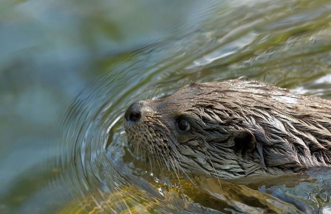 Rustic-chic Villa With Thatched Roof - Photo 12