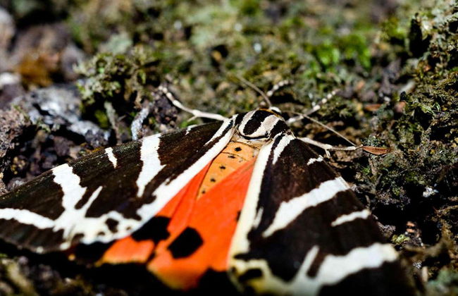 Excursión a la colina Filerimos y valle de las Mariposas - Foto 19