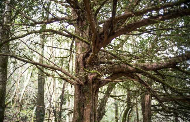 Eco dos Teixos - Foto 14