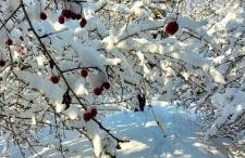 Kolej na sudety - Foto 57