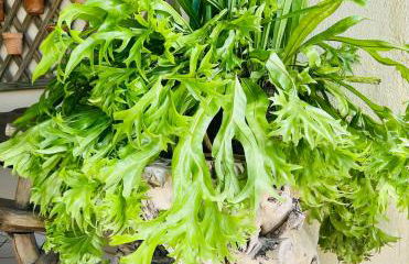 Casa duplex beira mar em Maceió, praia de Ipioca - Foto 17