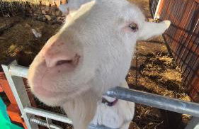 The Wee Bothy at Larchwood Croft - Photo 22