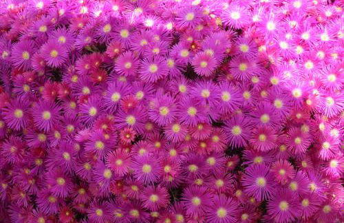 Finca Los Jacaros - Foto 18