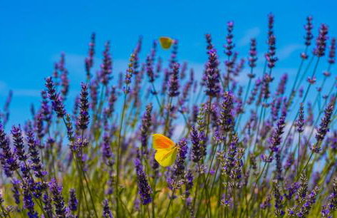 Luxury Hidden Oasis - Greca - Foto 34