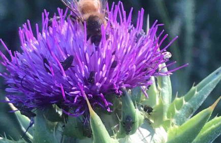 Paso Robles Wine Country Ranch House & Firepit - Foto 21