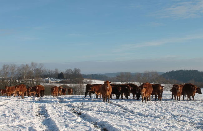 Detached Home With Fireplace Nearby Flemish Coast - Foto 21