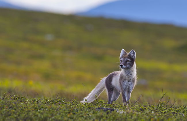 Fjällfrid Stugor - Photo 49