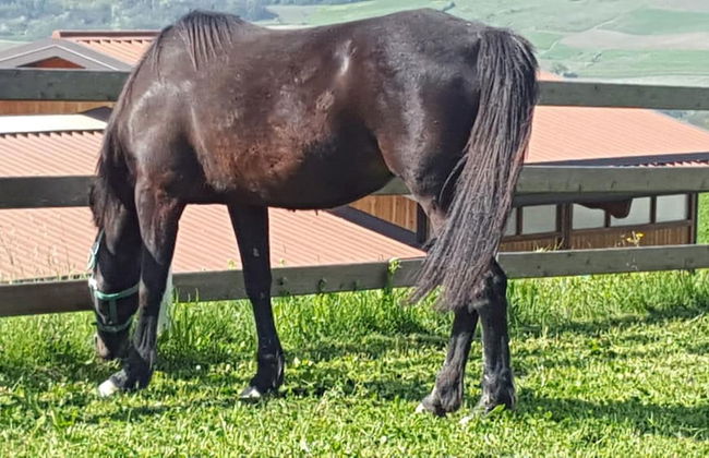 Allevamento B&B - Foto 47