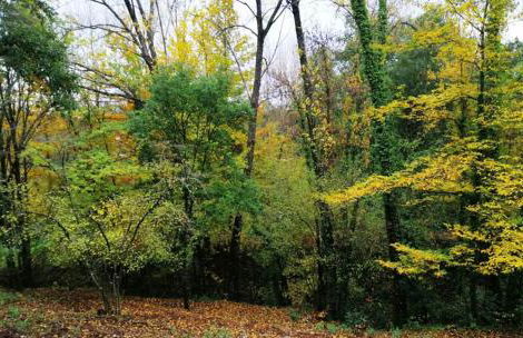 FINCA LA LISERILLA - Foto 32