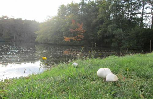 Gîte en pleine nature avec Wifi, animaux acceptés - FR-1-489-122 - Foto 24