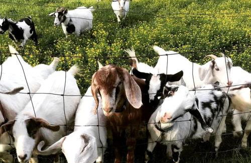 Beautiful Tree House for a Romantic Getaway on a Farm near Chattanooga Valley, Georgia - Foto 6
