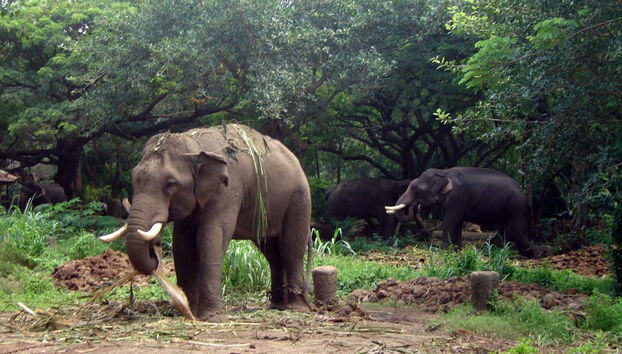 Guruvayur e passeio com elefantes - Foto 2