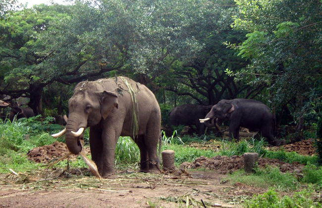 Guruvayur e passeio com elefantes - Foto 2