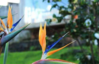 Holiday Home Casa da Talha- Rustikaler Charme auf den Azoren by Interhome - Photo 23