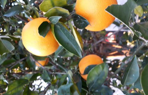 Apartments by the sea Sladjenovici, Dubrovnik - 11531 - Foto 13