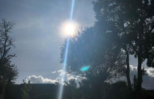 Bosque da Harmonia - Foto 54