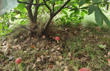 Świerkowisko cisza las plaża blisko - Foto 73