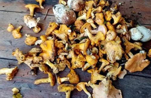 L'appartement LES BOSSONS en lisière de forêt dans le chalet Génépi - Foto 8