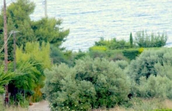 Amalia Residences - Photo 13