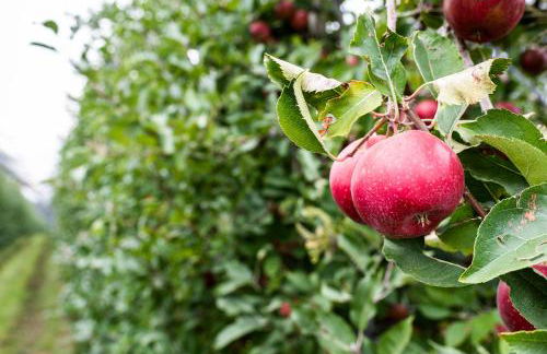 Hotel Agriturismo Al Luogo Del Giulio - Foto 91