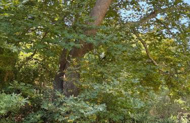 Villa GIANNAKOS MINOAN HERSONISSOS - Foto 54