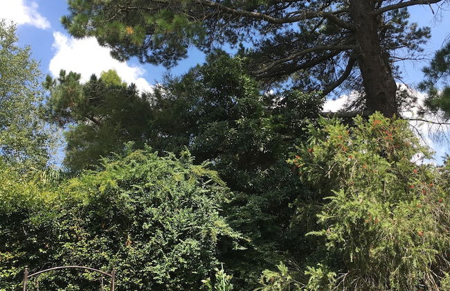 The Best Exotic Magnolia Cottage - Photo 15