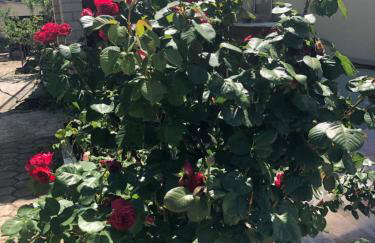 Villa Ljubica with big beautiful garden - Foto 8