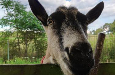 Dziki brzeg Jezioraka - Foto 39