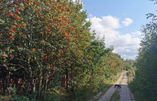 Domek Letniskowy ZŁOTY KARAŚ - Foto 21