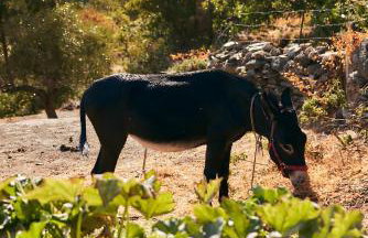 Oak Farm Traditional guesthouse - Foto 31