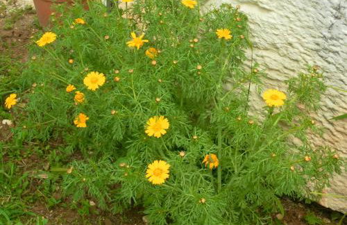 Retiro Da Avo Lídia - Turismo Rural - Foto 35