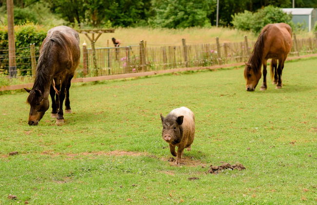 Nengshof - Haus Ehrenpreis - Foto 30