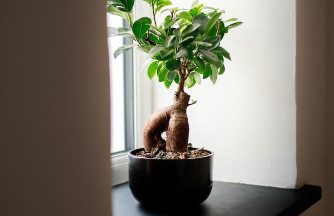 Luxury Thatched Country Cottage - Dartmoor, Devon - Foto 32