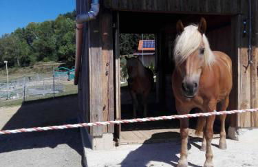 Ferienwohnung Dichtl - Foto 10
