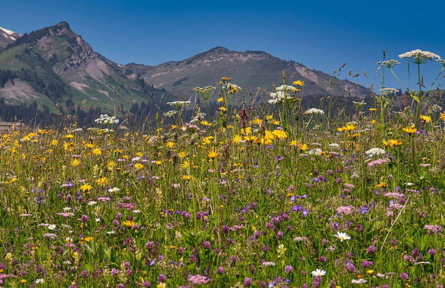 Apartment in Bichlbach Near Ski Slopes - Foto 37