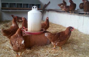 Ferienwohnung Taubertal Familie Arold - Photo 17