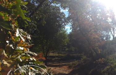 Ninho Bico-de-Lacre ~ o paraíso é a/na Terra - Foto 42