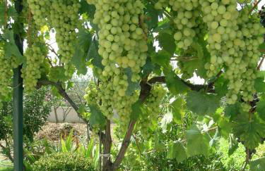 Le Grand Barsan - Photo 18