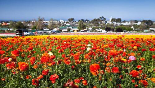 Expansive Ocean View, Private Balcony, Across from Beach - Foto 5