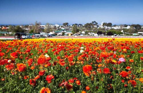 Expansive Ocean View, Private Balcony, Across from Beach - Photo 5