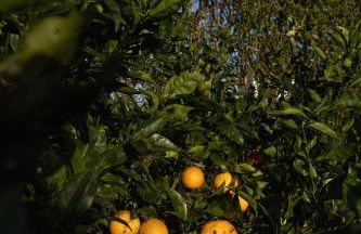 Quinta do Ferreiro - Photo 26