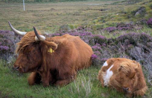 Rosemount Bothy - Highland Cottage - Foto 53