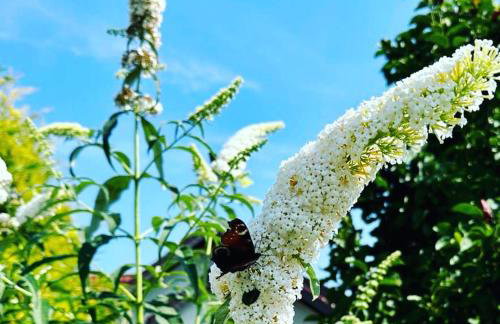 Wierzbowy Zakątek - Foto 48