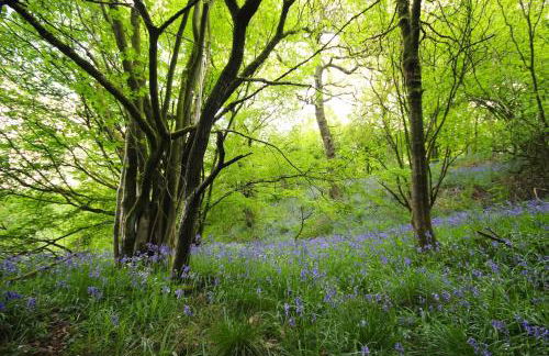 Gorgeous romantic cosy cottage retreat with views - Foto 46