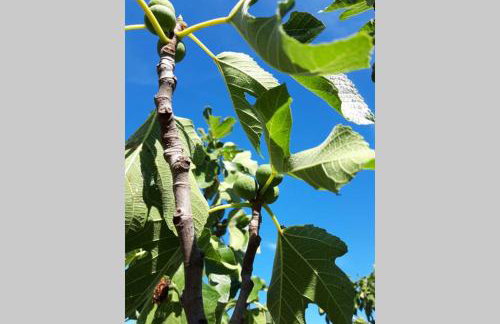 Casa Nora Adriatica - Foto 35