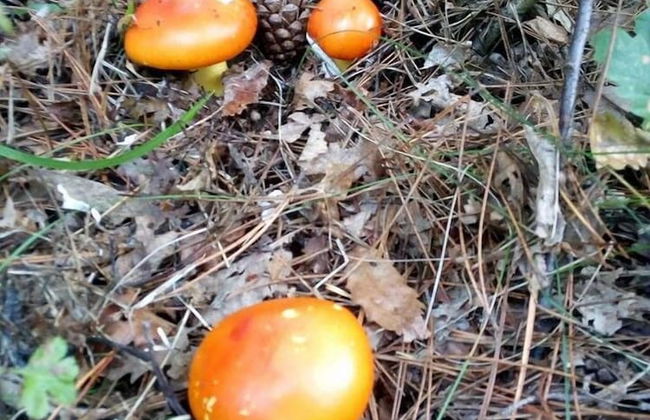 Three Bedroom House With Garden Only 10 km From Veliko Tarnovo - Photo 21