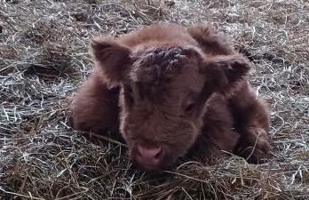 la Roulotte du Cos - Foto 14