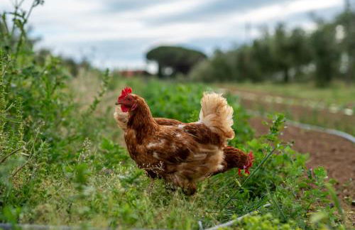 Agriturismo La Banchella - Photo 14